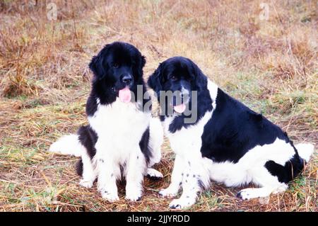 Due cani Terranova in erba Foto Stock