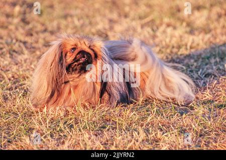 Un cane pekingese in erba Foto Stock