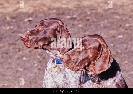 Un primo profilo di due puntatori tedeschi a forma di shorthaired Foto Stock