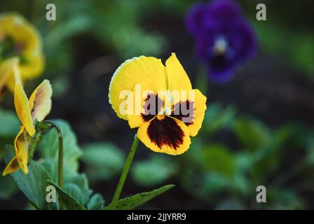 giallo pansy fiore nel giardino Foto Stock