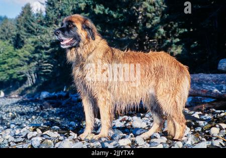 Un cane Leonberger su una spiaggia rocciosa Foto Stock
