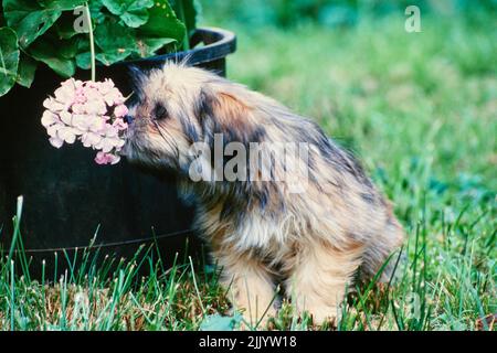 Un cucciolo di lhasa apso sull'erba Foto Stock