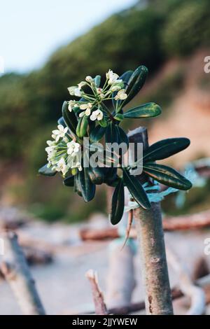 Un fuoco poco profondo della pianta giapponese della ghepardo con i piccoli fiori bianchi Foto Stock