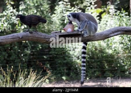 (220729) -- GERUSALEMME, 29 luglio 2022 (Xinhua) -- Un lemure con coda ad anello mangia frutta congelata allo Zoo Safari d'Israele nella città centrale israeliana di Ramat Gan, quando la temperatura raggiunge i 36 gradi Celsius, il 28 luglio 2022. (Gideon Markowicz/JINI via Xinhua) Foto Stock