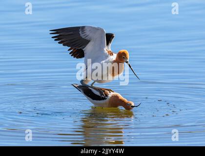 Una coppia americana di Avocet che si accoppia in un lago blu grazioso a metà aprile in Colorado. Foto Stock