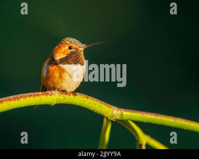 Un colibrì rufoso maschio (Selasfemo rufus) arroccato su un ramo Foto Stock