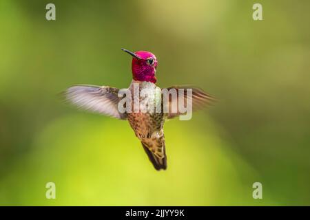 Un Hummingbird maschile di Anna (Calypte anna) hovering a mezz'aria. Foto Stock