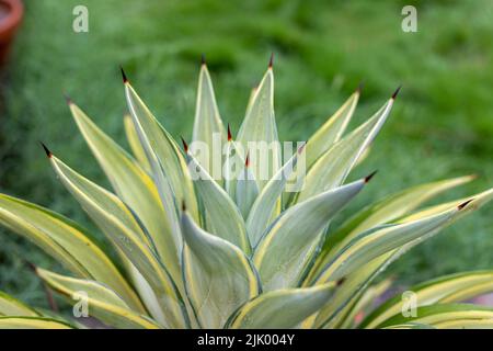 Bella pianta di agave con fuoco selettivo e sfondo sfocato Foto Stock