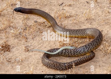 Australian Inland Tapanan sfarfallio è lingua Foto Stock