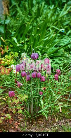 Bellissimi, colorati e graziosi fiori e piante in un campo verde o prato. Giglio a scacchi o Fritillaria Bulbsis una deliziosa aggiunta nei giardini Foto Stock