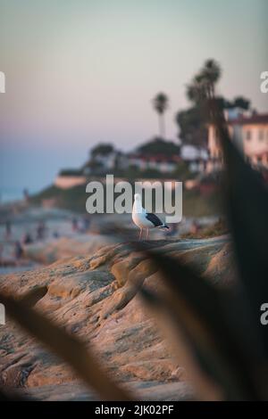 Una foto verticale di un gabbiano in piedi sulla spiaggia di sabbia con una vista del resort sfocata sullo sfondo Foto Stock