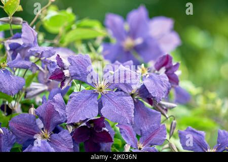 Fiori viola colorati che crescono in un giardino in una giornata di sole. Primo piano di belle piante di cuoio italiano della specie clematis con violetto vibrante Foto Stock