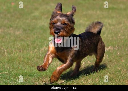 Un Terrier australiano che corre su erba verde in una giornata di sole Foto Stock