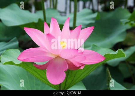 Fiore di loto (Nelumbo) in un lago - foto macro Foto Stock