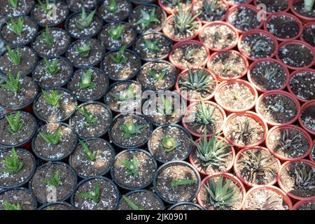 Vista ad angolo alto di piante di aloe e haworthias appena piantate in un vaso Foto Stock