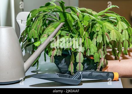 Pianta sul table. Cura per la pianta usando un annaffiatoio di plastica e un misurino. Foto Stock