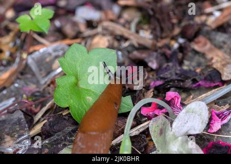 Slug passare attraverso il Cestino ad Amsterdam Paesi Bassi 22-7-2022 Foto Stock