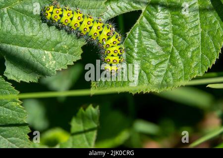 Primo piano dettagliato di un piccolo bruco di falce dell'imperatore (Saturnia Pavonia) Foto Stock