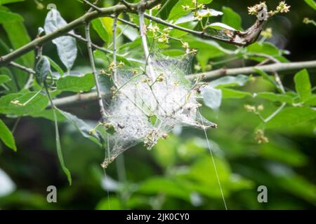 Primo piano dettagliato di una tenda web con falda Emine (Yponomeuta cagnagella) Foto Stock