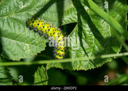 Primo piano dettagliato di un piccolo bruco di falce dell'imperatore (Saturnia Pavonia) Foto Stock