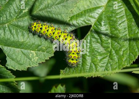 Primo piano dettagliato di un piccolo bruco di falce dell'imperatore (Saturnia Pavonia) Foto Stock