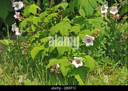 Rubus odoratus, il lampone a fiori di viola, lampone fiorito o fiori di lampone Virginia Foto Stock