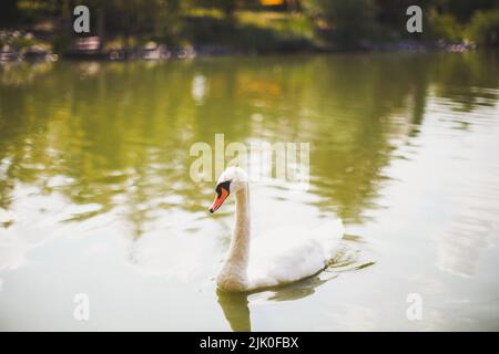 Il bellissimo cigno bianco nuota nel lago. Foto Stock