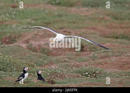 Gull meno Black-backed alla ricerca di Puffins con cibo a Skokholm Island Galles Foto Stock