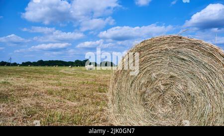 Balla di fieno nel campo. Chiusura della balla rotonda del fieno Foto Stock