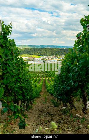 Vigneto Riverside in una giornata di sole proprio prima della stagione di raccolta nella regione Rheingau-Taunus-Kreis in Assia, Germania. Filari di viti in un vigneto Foto Stock