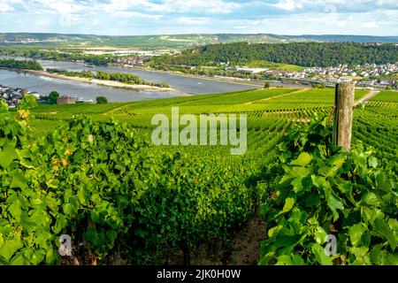 Vigneto Riverside in una giornata di sole proprio prima della stagione di raccolta nella regione Rheingau-Taunus-Kreis in Assia, Germania. Filari di viti in un vigneto Foto Stock