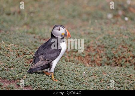 Atlantic Puffin sull'isola di Skokholm, Galles Foto Stock