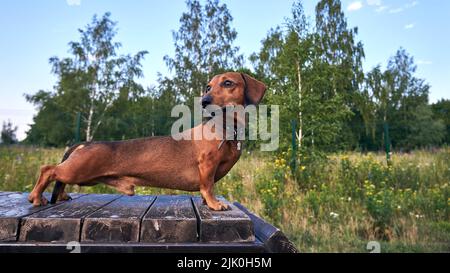 Rosso dachshund a capelli lisci nel campo di allenamento per cani Foto Stock