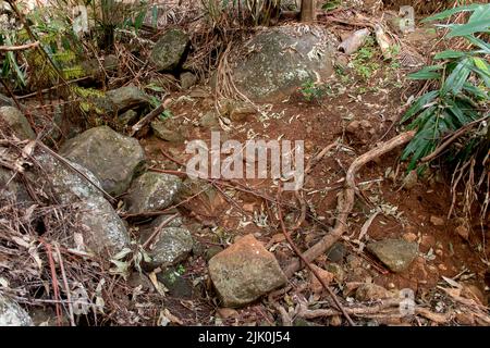 Grandi rocce basaltiche non consolidate e radici di alberi lungo un letto di ruscello dopo la pioggia pesante nella foresta pluviale tropicale pianeggiante, Monte Tamborine, Australia. Foto Stock