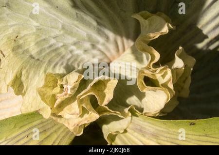 Frilly nuova crescita al centro di Staghorn felce, platycerium bifurcatum, intorno al tronco dell'albero. Foresta pluviale australiana, Queensland, Australia Foto Stock