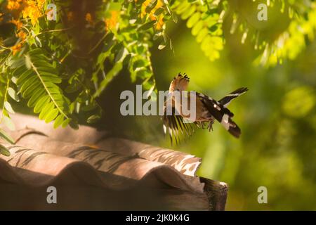 Hoopoe (Upupa epops) questo uccello si trova in tutta Europa, Asia, Africa settentrionale e sub-sahariana e Madagascar. Migra verso una regione tropicale più calda Foto Stock