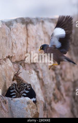 Hoopoe (Upupa epops) e una micna comune invasiva o indiana (Acridoteres tristis), fotografata in Israele nel mese di aprile Foto Stock