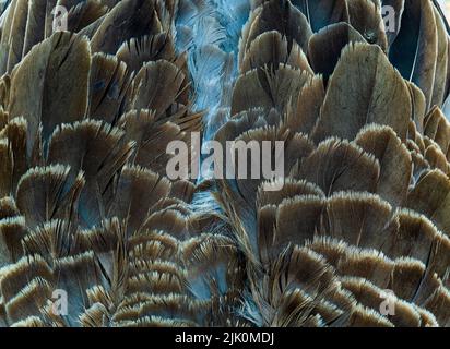 La texture dettagliata delle piume sovrapposte mette in mostra la bellezza e la complessità del piumaggio degli uccelli sotto una luce soffusa. Foto Stock