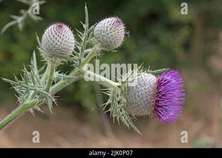 Thistle di lana (Cirsium eriophorum) fiorito con fiori a disco viola su un'alta pianta a foglie spinose e boccioli non aperti, Berkshire, luglio. Foto Stock