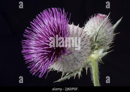 Thistle di lana (Cirsium eriophorum) fiore singolo con fiori a disco viola e testa sferica di fiori ricoperta di spine e peli in tessuto, Foto Stock