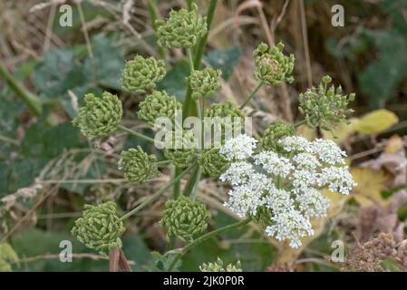 Teste di semi crudi e marroni maturanti di alghe comuni e fiori bianchi (Heracleum sphondylium) umbel, Berkshire, luglio Foto Stock