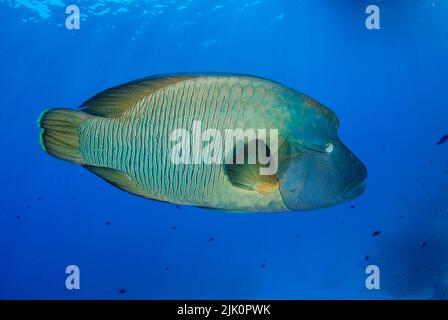 Pesci Napoleone (Cheilinus undulatus) che nuotano in acque blu limpide Foto Stock