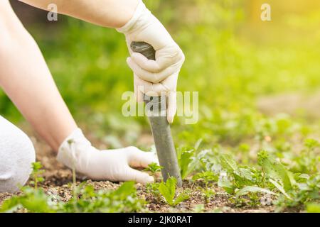 Mano della donna di tirare fuori l'erbaccia del suo giardino botanico enorme, chiarendo, facendo correttamente, lavoro duro, concetto di giardinaggio Foto Stock