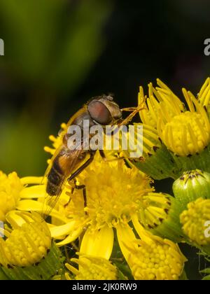 Un hover innocuo Fly, con grandi occhi rossi, sips nettare dai fiori di una pianta di Ragwort Foto Stock