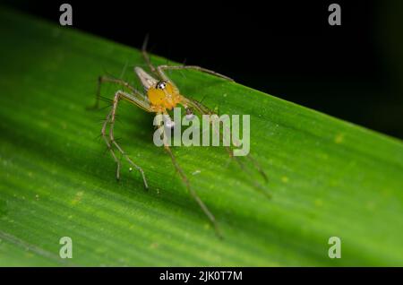 Un macrofo di un ragno di lince a righe appollaiato su una foglia verde di una pianta Foto Stock