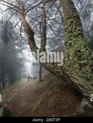 Uomo da dietro, camminando lungo un misterioso sentiero forestale con nebbia fitta. Morcuera. Foto Stock