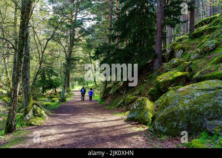 Persone che camminano su un percorso forestale tra alberi alti e grandi rocce. Guadarrama Madrid. Foto Stock