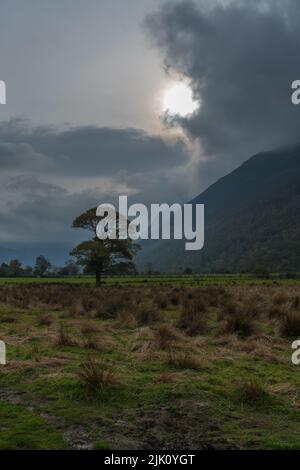 Lone albero a Buttermere in una giornata buia Foto Stock