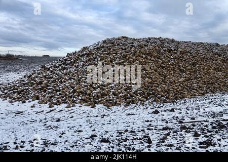 Coltivazione della barbabietola da zucchero, olericoltura. Raccolto di radice è raccolto prima delle gelate e raccolto in mazzo di deposito (banca esterna), deposito è befor intermedio s. Foto Stock