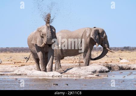 Elephant spruzza fango sul suo corpo in un foro di irrigazione. Nxai Pan, Makgadikgadi Salt Pans, Botswana, Africa Foto Stock